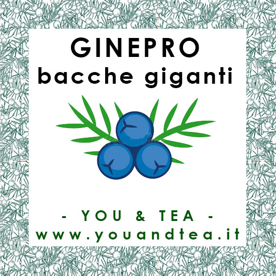 GINEPRO GIGANTE
