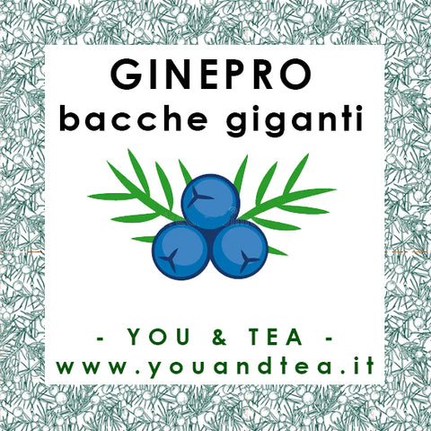 GINEPRO GIGANTE