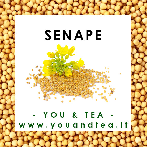 SENAPE GIALLA INTERA
